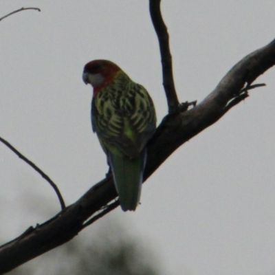 Platycercus eximius (Eastern Rosella) at Bowna Reserve - 1 Feb 2021 by PaulF