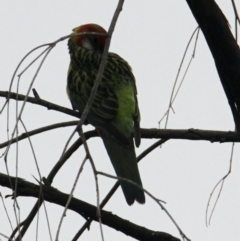 Platycercus eximius at Albury - 1 Feb 2021 02:57 PM