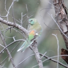 Psephotus haematonotus (Red-rumped Parrot) at Table Top, NSW - 1 Feb 2021 by PaulF