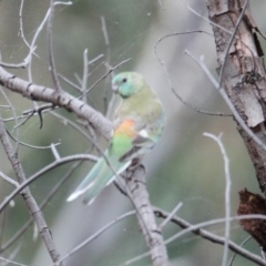 Psephotus haematonotus (Red-rumped Parrot) at Albury - 1 Feb 2021 by PaulF