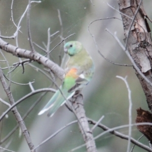 Psephotus haematonotus at Table Top, NSW - 1 Feb 2021