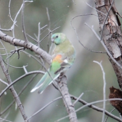 Psephotus haematonotus (Red-rumped Parrot) at Albury - 1 Feb 2021 by PaulF