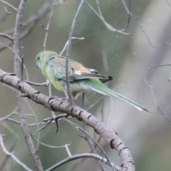 Psephotus haematonotus at Table Top, NSW - 1 Feb 2021