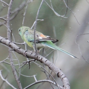 Psephotus haematonotus at Table Top, NSW - 1 Feb 2021