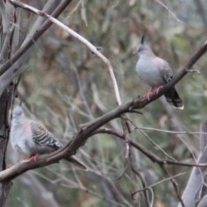 Ocyphaps lophotes at Table Top, NSW - 1 Feb 2021