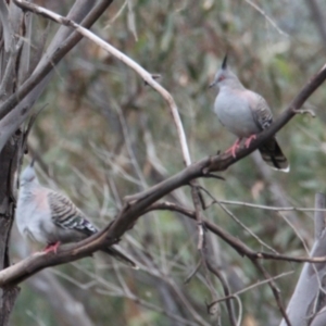 Ocyphaps lophotes at Table Top, NSW - 1 Feb 2021 03:03 PM