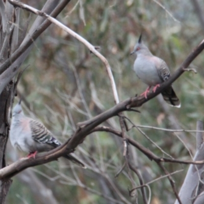 Ocyphaps lophotes (Crested Pigeon) at Table Top, NSW - 1 Feb 2021 by PaulF