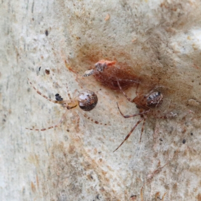 Cryptachaea veruculata (Diamondback comb-footed spider) at O'Connor, ACT - 31 Jan 2021 by ConBoekel
