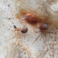 Cryptachaea veruculata at O'Connor, ACT - 1 Feb 2021