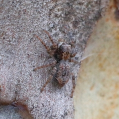 Servaea sp. (genus) (Unidentified Servaea jumping spider) at O'Connor, ACT - 1 Feb 2021 by ConBoekel