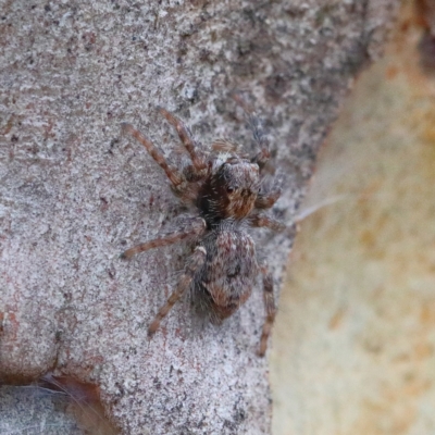 Servaea sp. (genus) (Unidentified Servaea jumping spider) at O'Connor, ACT - 1 Feb 2021 by ConBoekel