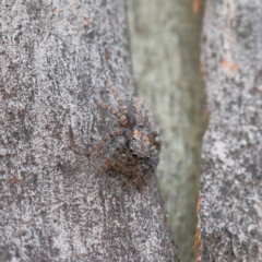 Servaea sp. (genus) at O'Connor, ACT - 1 Feb 2021