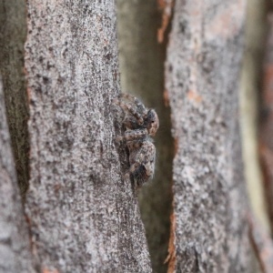 Servaea sp. (genus) at O'Connor, ACT - 1 Feb 2021