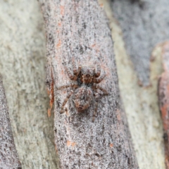 Servaea sp. (genus) at O'Connor, ACT - 1 Feb 2021