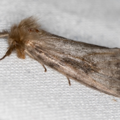 Leptocneria reducta (White Cedar Moth) at Melba, ACT - 29 Jan 2021 by Bron