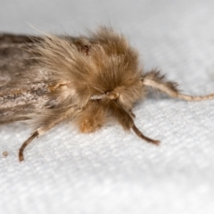 Leptocneria reducta at Melba, ACT - 29 Jan 2021