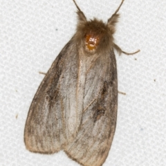 Leptocneria reducta at Melba, ACT - 29 Jan 2021