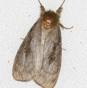 Leptocneria reducta at Melba, ACT - 29 Jan 2021