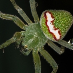 Araneus circulissparsus (species group) (Speckled Orb-weaver) at Melba, ACT - 4 Jan 2021 by Bron