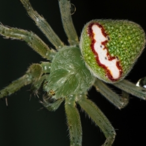 Araneus circulissparsus (species group) at Melba, ACT - 4 Jan 2021