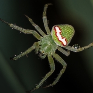 Araneus circulissparsus (species group) at Melba, ACT - 4 Jan 2021 11:20 PM