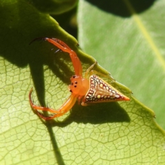 Arkys walckenaeri (Triangle spider) at Acton, ACT - 3 Feb 2021 by HelenCross