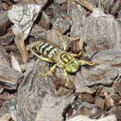 Bembix sp. (genus) (Unidentified Bembix sand wasp) at Acton, ACT - 3 Feb 2021 by HelenCross