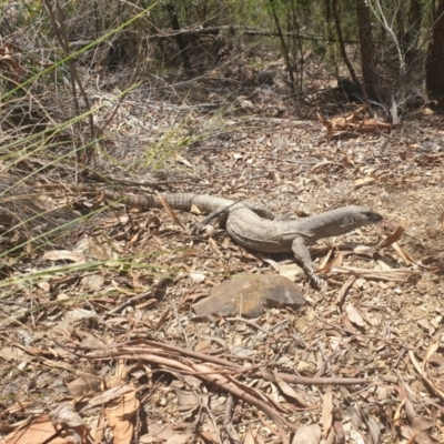 Varanus rosenbergi (Heath or Rosenberg's Monitor) at Cotter River, ACT - 3 Feb 2021 by jamiebarney