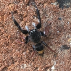 Apricia jovialis (Jovial jumping spider) at Sullivans Creek, Lyneham South - 2 Feb 2021 by Ned_Johnston