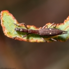 Rhadinosomus lacordairei (Thin Strawberry Weevil) at Molonglo River Reserve - 3 Feb 2021 by Roger