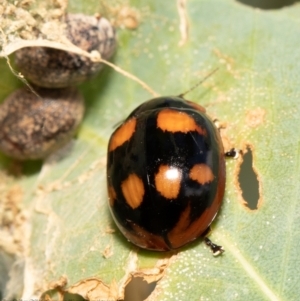 Paropsisterna beata at Molonglo River Reserve - 3 Feb 2021 11:27 AM