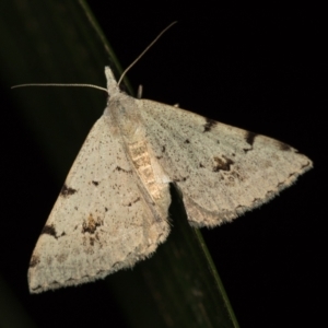 Dichromodes estigmaria at Melba, ACT - 4 Jan 2021 12:47 AM