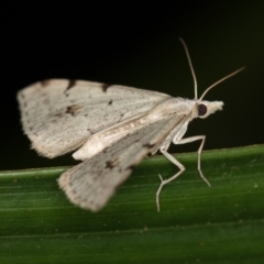 Dichromodes estigmaria at Melba, ACT - 4 Jan 2021