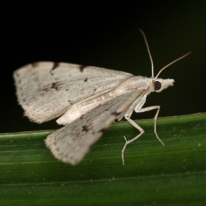 Dichromodes estigmaria at Melba, ACT - 4 Jan 2021 12:47 AM