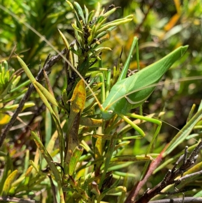 Elephantodeta sp. (genus) (A bush Katydid) at Murrumbateman, NSW - 3 Feb 2021 by SimoneC