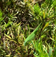 Elephantodeta sp. (genus) at Murrumbateman, NSW - 3 Feb 2021