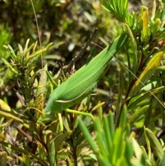 Elephantodeta sp. (genus) at Murrumbateman, NSW - 3 Feb 2021