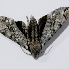 Psilogramma casuarinae (Privet Hawk Moth) at Wodonga, VIC - 5 Feb 2021 by Kyliegw