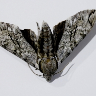 Psilogramma casuarinae (Privet Hawk Moth) at Wodonga, VIC - 5 Feb 2021 by KylieWaldon