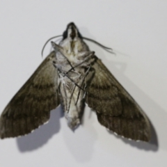 Psilogramma casuarinae at Wodonga, VIC - 5 Feb 2021 09:40 PM