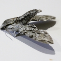 Psilogramma casuarinae at Wodonga, VIC - 5 Feb 2021 09:40 PM