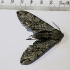 Psilogramma casuarinae at Wodonga, VIC - 5 Feb 2021 09:40 PM