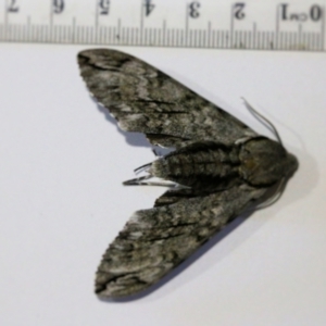 Psilogramma casuarinae at Wodonga, VIC - 5 Feb 2021 09:40 PM