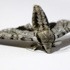 Psilogramma casuarinae at Wodonga, VIC - 5 Feb 2021 09:40 PM