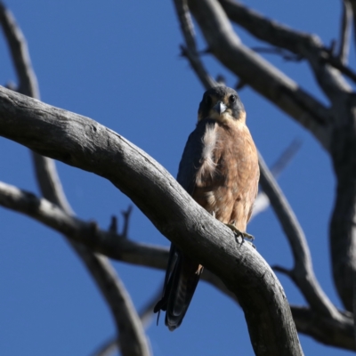 Falco longipennis (Australian Hobby) at Majura, ACT - 2 Feb 2021 by jb2602