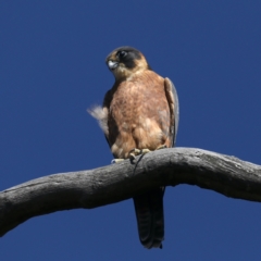 Falco longipennis at Majura, ACT - 2 Feb 2021
