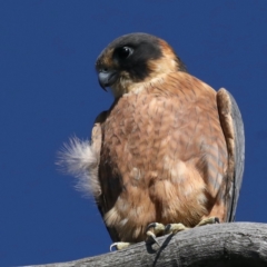 Falco longipennis at Majura, ACT - 2 Feb 2021