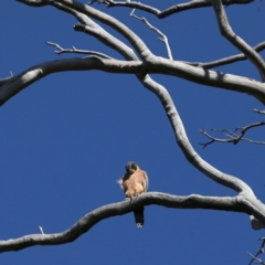Falco longipennis at Majura, ACT - 2 Feb 2021