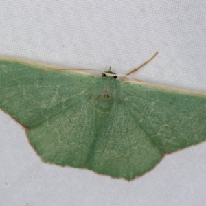 Prasinocyma semicrocea at Melba, ACT - 4 Jan 2021