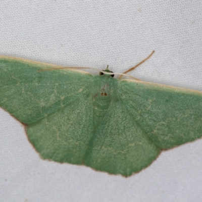 Prasinocyma semicrocea (Common Gum Emerald moth) at Melba, ACT - 3 Jan 2021 by Bron